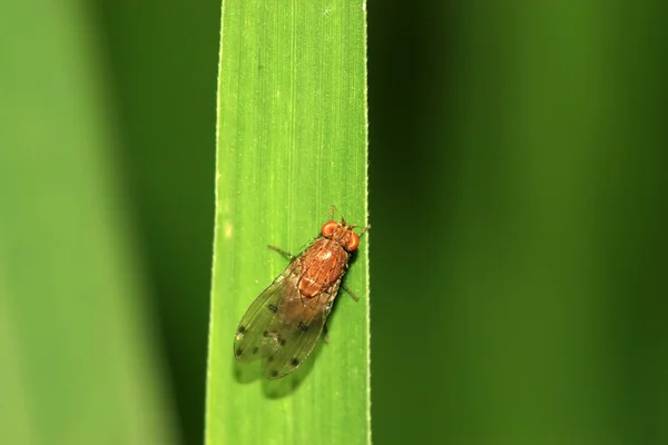 Close-up de moscas — Fotografia de Stock
