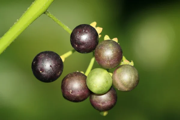 Solanum nigrum — Foto Stock
