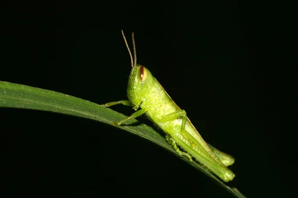 Locust — Stock fotografie