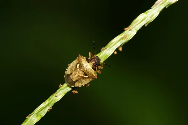Stinkbug — 스톡 사진