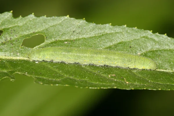 Beyaz crataegi larvalar — Stok fotoğraf