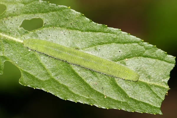 White crataegi larvae — Stock Photo, Image