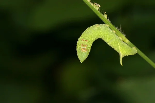 Haricots convolvuli larves — Photo