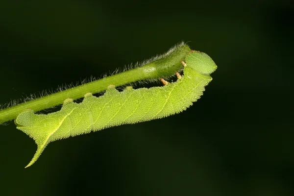 Fasulye convolvuli larvalar — Stok fotoğraf