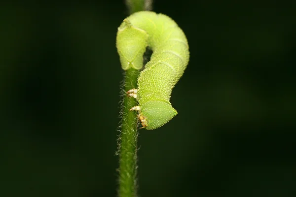 Bonen convolvuli larven — Stockfoto