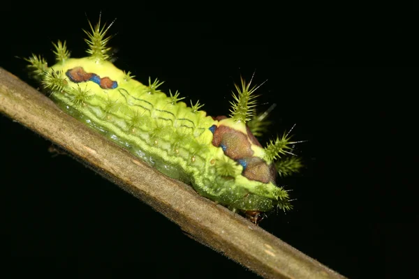 Lepidoptera — Fotografia de Stock