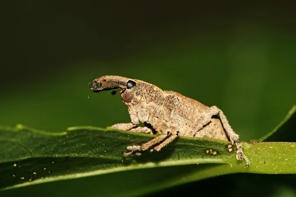 Rüsselkäfer — Stockfoto