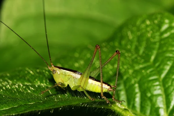 곤충들 — 스톡 사진