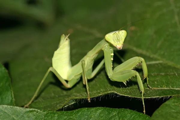 Mantis. — Foto de Stock
