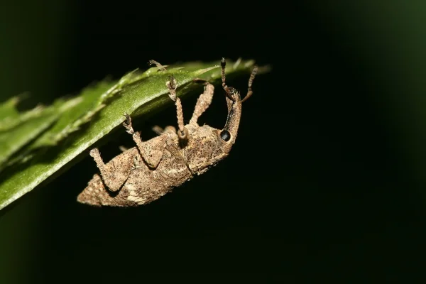 Weevil — Stock Photo, Image
