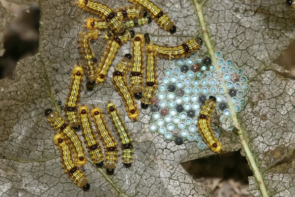 Hyönteiset — kuvapankkivalokuva