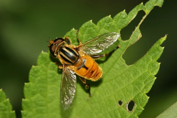 Syrphidae owady — Zdjęcie stockowe