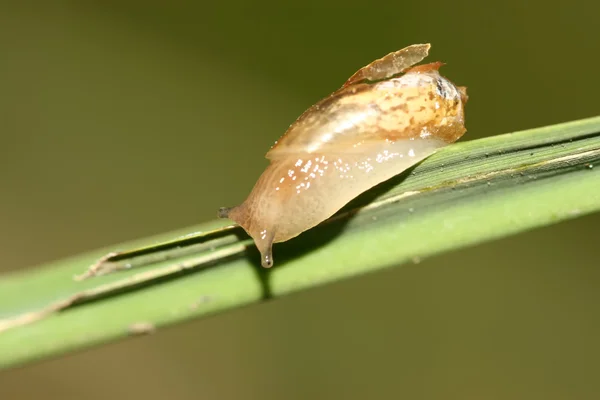 Closeup of Snail — Stock Photo, Image