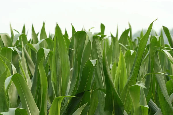 Hojas de maíz —  Fotos de Stock