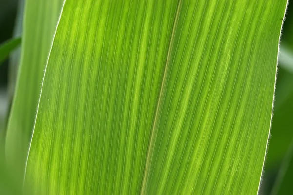 Corn bladeren — Stockfoto