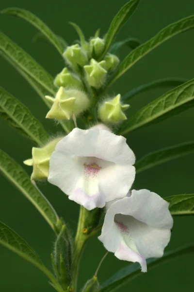 Σουσάμι λουλούδι — Φωτογραφία Αρχείου