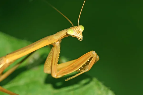 Mantis — стокове фото