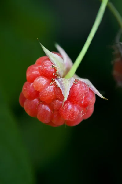 Organic ripe Raspberry — Stock Photo, Image