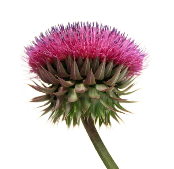 stock image Burdock