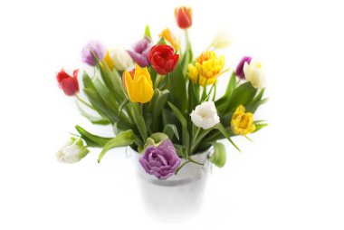 Tulips clipart