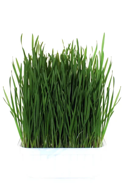 Groen gras Stockafbeelding