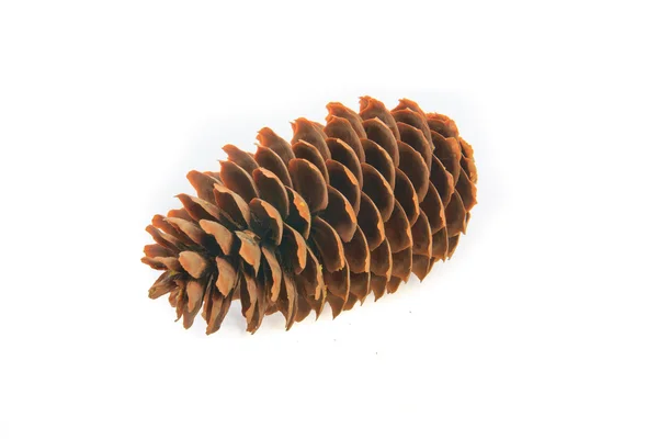 stock image Pine cone on white background.