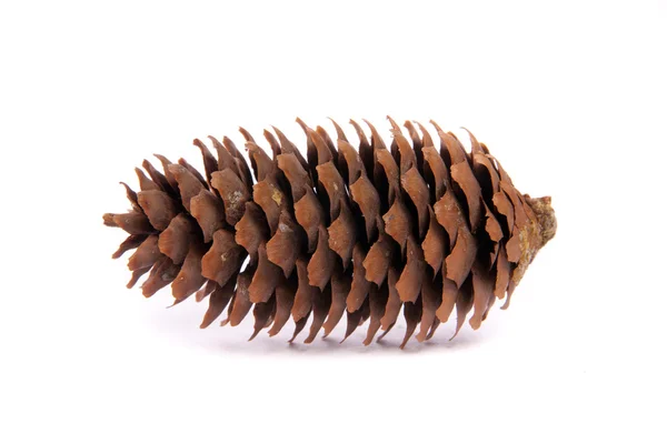 Pine cone on white background. — Stock Photo, Image