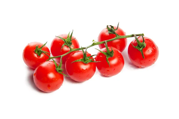 stock image The branch of tomato.