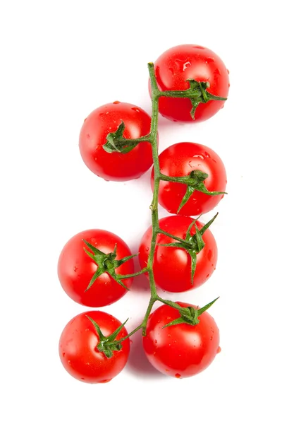 stock image The branch of tomato.