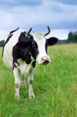 A cow grazes in a field clipart