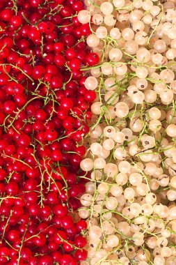 Red-white currants. clipart