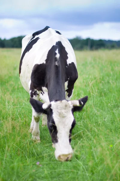 Eine Kuh grast auf einem Feld — Stockfoto