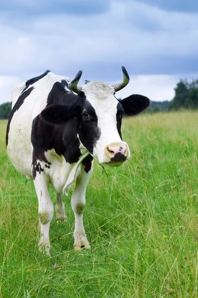 Una mucca pascola in un campo — Foto Stock