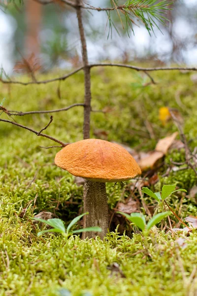 stock image The mushroom in the fir forest.