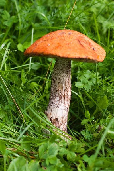 stock image Portrait orange-cap boletus.