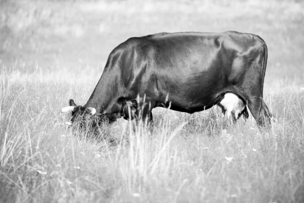 Pasie krowy w polu — Zdjęcie stockowe