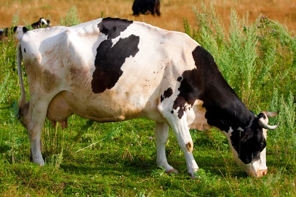 A cow grazes in a field — Stock Photo, Image