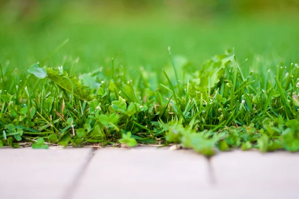 Grass next to the road. — Stock Photo, Image