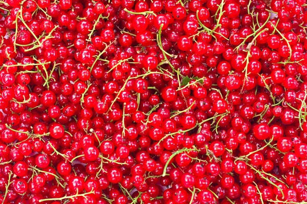 stock image Red currant