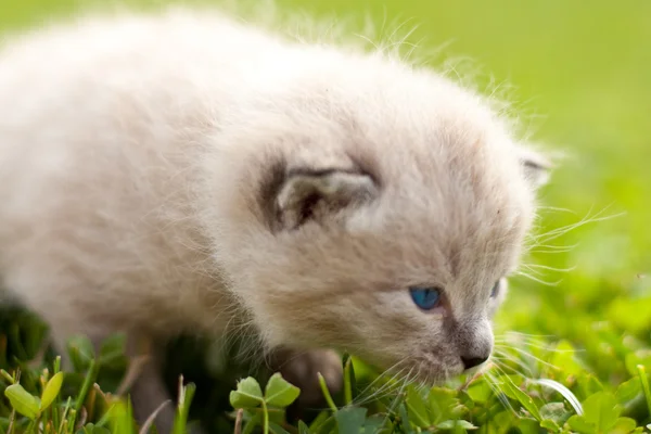 Yeşil çim üzerinde beyaz yavru kedi — Stok fotoğraf