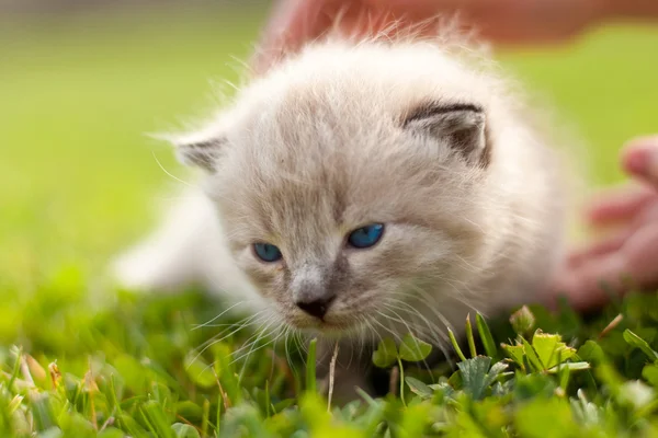 绿色的草坪上的白色小猫 — 图库照片