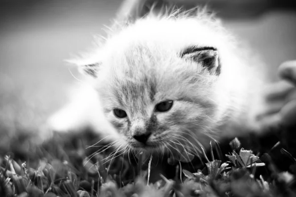 Gatito blanco en un césped verde — Foto de Stock