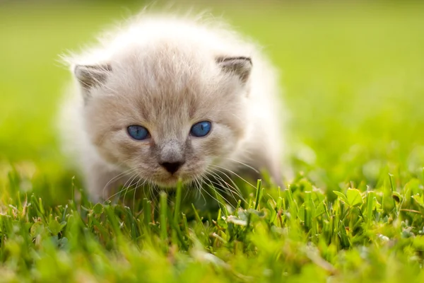 Vit kattunge på en grön gräsmatta — Stockfoto