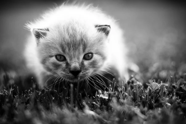 Witte kitten op een groene gazon — Stockfoto