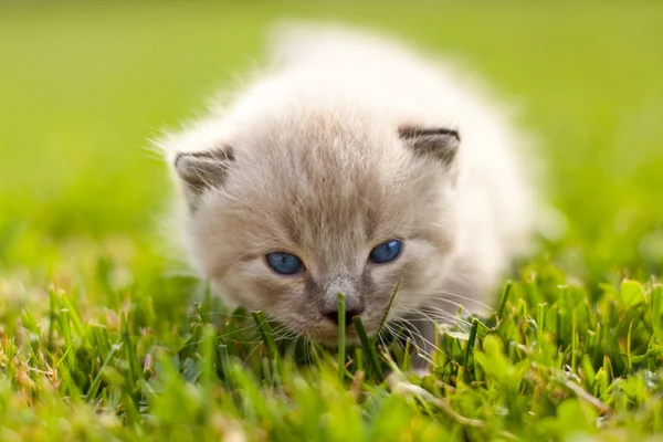 Vit kattunge på en grön gräsmatta — Stockfoto