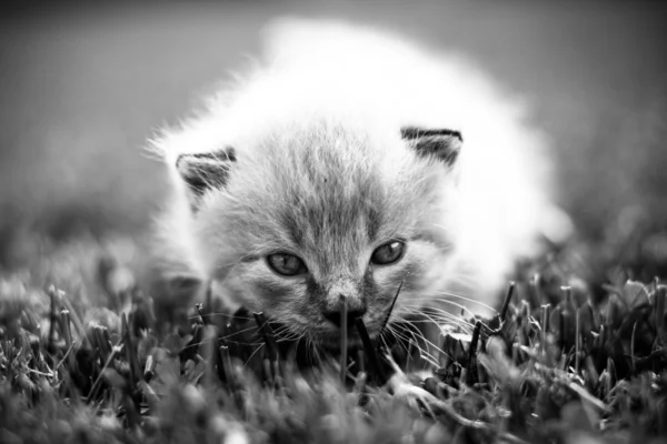 White kitten on a green lawn — Stock Photo, Image