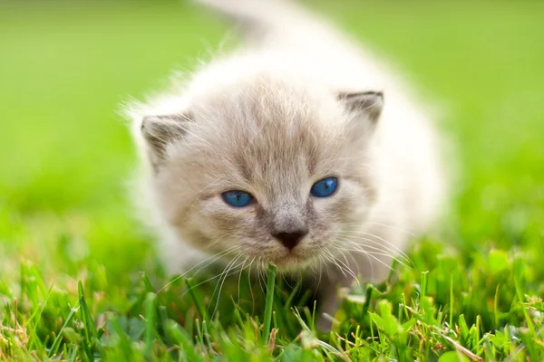 绿色的草坪上的白色小猫 — 图库照片