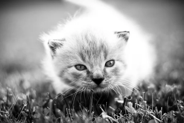 Gatinho branco em um gramado verde — Fotografia de Stock