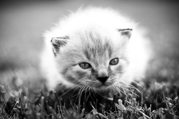 Gatito blanco en un césped verde —  Fotos de Stock