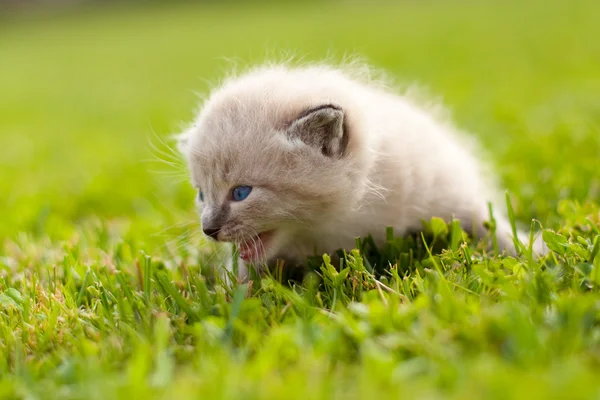 Gatinho branco em um gramado verde — Fotografia de Stock